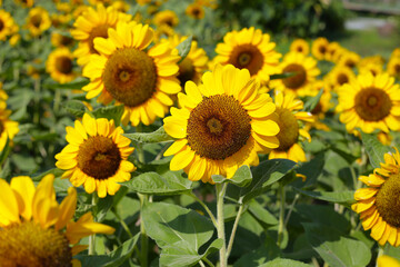 Fototapeta premium Blooming sunflower fields. Beautiful yellow flower