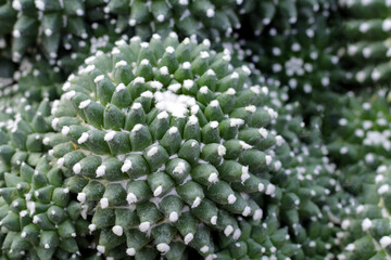 Naklejka na ściany i meble Mammillaria polythele, beautiful cactus plant