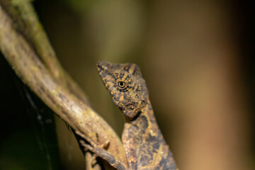Brown lizard on a tree branch