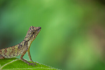 Brown lizard on a green background