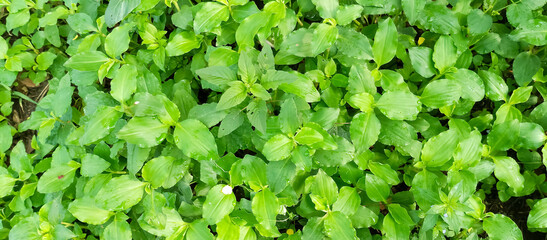 Commelina benghalensis
Plant