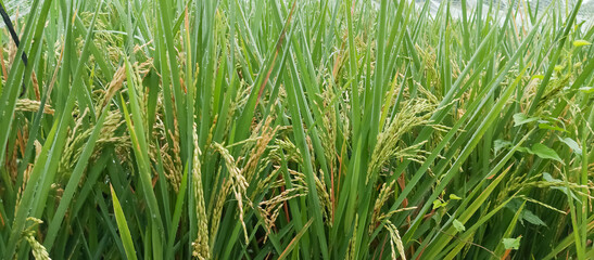 The rice plant in the morning above was given a net