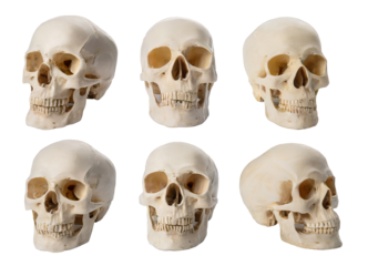 set of human skull looking different angle direction,  transparent background. PNG, cutout, or clipping path.	
