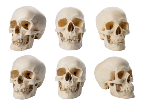 set of human skull looking different angle direction,  transparent background. PNG, cutout, or clipping path.	
