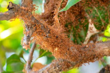 Red fire ants building nest. Ant nest with leaf on mango tree.