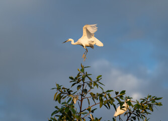 A great white egret in flight