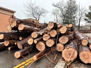 There is a pile of cut wood
