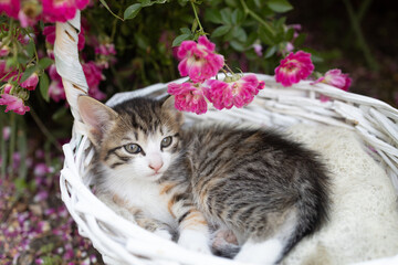 small gray-white tabby kitten lies in a wicker basket in a flowerbed near a blooming rose bush. childhood of a beloved pet, beautiful cards, harmony of nature
