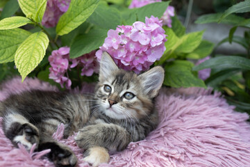 In the garden, under a bush of blooming pink hydrangea, a cute tabby kitten lies on a pillow. Cat's childhood, beautiful postcards, harmony of nature. Favorite pet