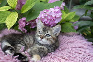 In the garden, under a bush of blooming pink hydrangea, a cute tabby kitten lies on a pillow. Cat's...