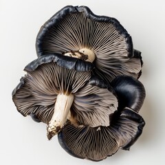 black ear mushroom on white background