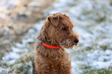 Fototapeta premium Welsh Terrier gundog, hunting dog, pet is posing in the winter forest with snow and ice.