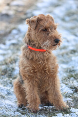 Welsh Terrier gundog,  hunting dog,  pet is posing in the winter forest with snow and ice.