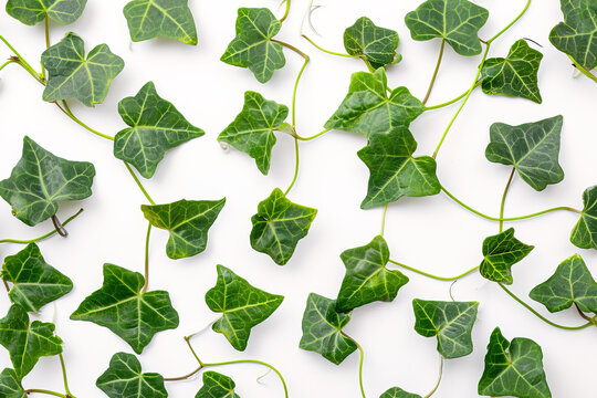 ivy plant leaf on white background