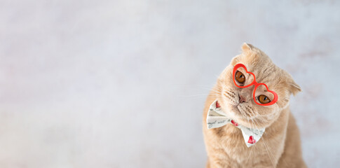 Valentines Day cat banner. Funny cat wearing red heart shaped glasses and a bow tie looking at...