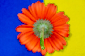 two pieces of blue and yellow fabric simulating the colors of the flag of Ukraine with a red flower at the top in the center