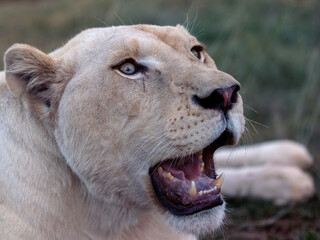 Lioness