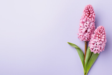 Fototapeta premium Pink Hyacinth spring flowers on left side of pastel violet background with blank copy space