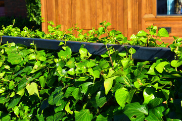Fence is overgrown with branching plant with green leaves. Summer day. Beauty in nature.	Torun, Poland, August 2023