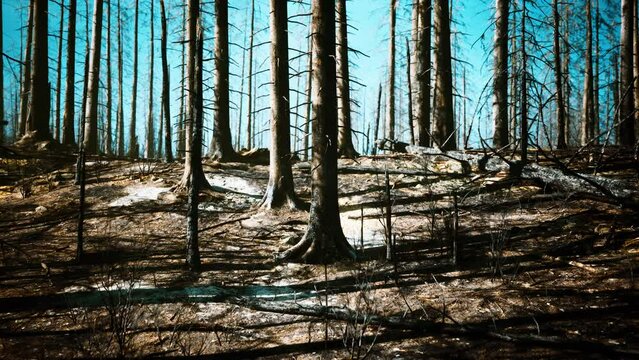 Destroyed tropical rainforest in Amazonia
