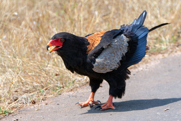 Screeching Bateleur eagle [terathopius ecaudatus] in Kruger National Park South Africa RSA