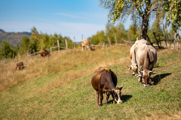 Picturesque view of cows grazing peacefully in a field, with an old farmhouse in the background