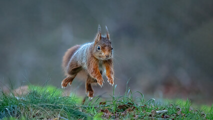 Eichhörnchen im Sprung