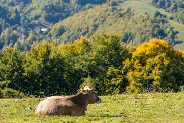 Picturesque cow grazing peacefully in a lush green field, surrounded by rolling hills