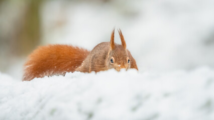 Eichhörnchen im Schnee