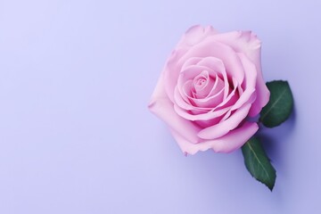 pink rose on lavender background top view