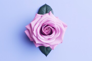 pink rose on lavender background top view