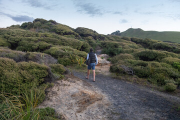 Naklejka na ściany i meble Man walking along a trail surrounded by Manuka Trees in the Hokianga Harbour. Opononi, Northland, New Zealand.