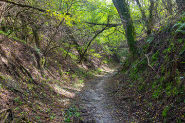 A path in a forest ravine on the Trakhtemyriv peninsula. Ukraine