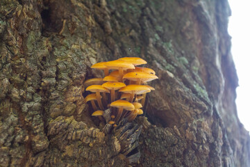 Mushrooms grow on a tree in the autumn forest