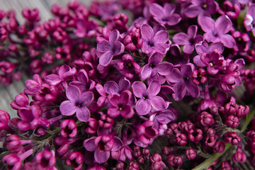 image of spring lilac violet flowers, abstract soft floral background