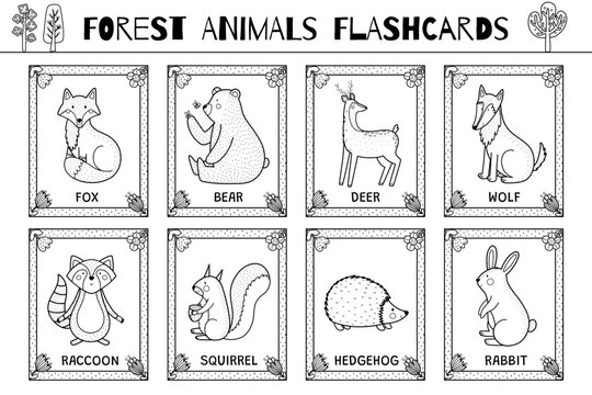 Forest animals flashcards black and white collection for kids. Flash cards set with cute woodland characters for coloring in outline. Fox, bear, deer, wolf and more. Vector illustration