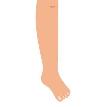 Human left leg isolated on white background in cartoon style. Learning body parts for kids. Front side.Vector illustration