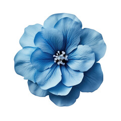 blue flower, design or wedding presentation,  isolated on a transparent background. PNG cutout or clipping path.	