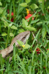 Blue-tongue Lizard (Tiliqua scincoides) peering through the grass
