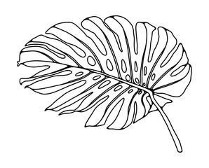 Hand drawn outline of a large monstera leaf on a white background. Tropical plant for coloring books, publications in books and magazines
