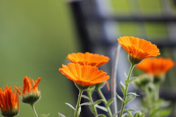 Fototapeta premium Warm Hues: Unique Beauty Blossoming with Orange Flowers