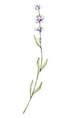 Watercolor Lavender flower. Hand drawn botanical illustration of lavender branch for wedding invitation, logo, cards, packaging and labeling.