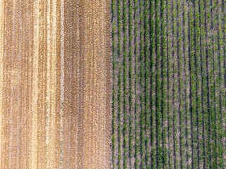 Grain and corn field, ripe, yellow and green with various structures taken from above, drone shot