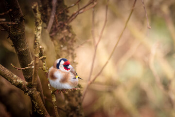 Goldfinch (Carduelis carduelis) perched on a branch