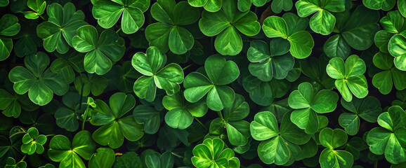 A lush carpet of clover leaves glimmers with vitality, a verdant symbol of luck