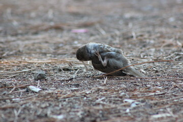 Gently Gliding Through the Air: The Natural Elegance of Sparrows