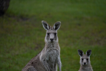 Portrait of an eastern grey kangaroo in the bush looking at the camera