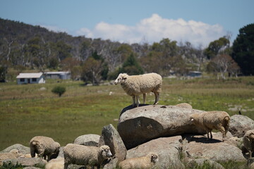 Fototapeta premium Sheep standing on boulders in New South Wales, Australia