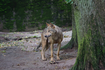 Fototapeta premium gray wolf standing in the middle of the forest