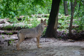 gray wolf standing in the middle of the forest